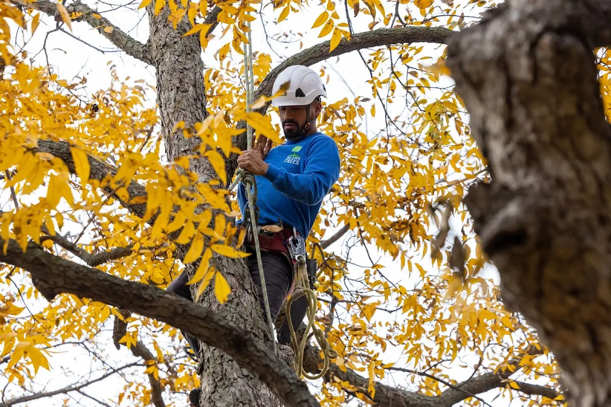 Skilled Tree Trimming crew working in Dayton